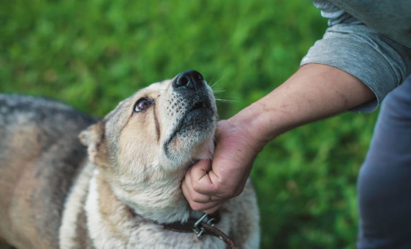 behawiorysta dla psa