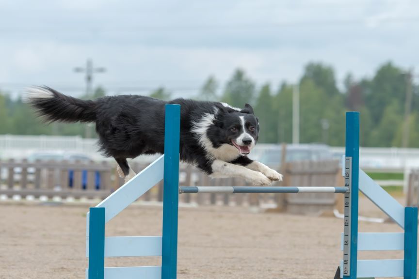 Border collie