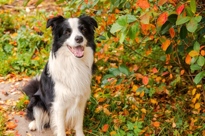border collie