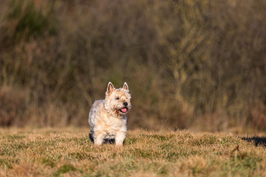 cairn terrier