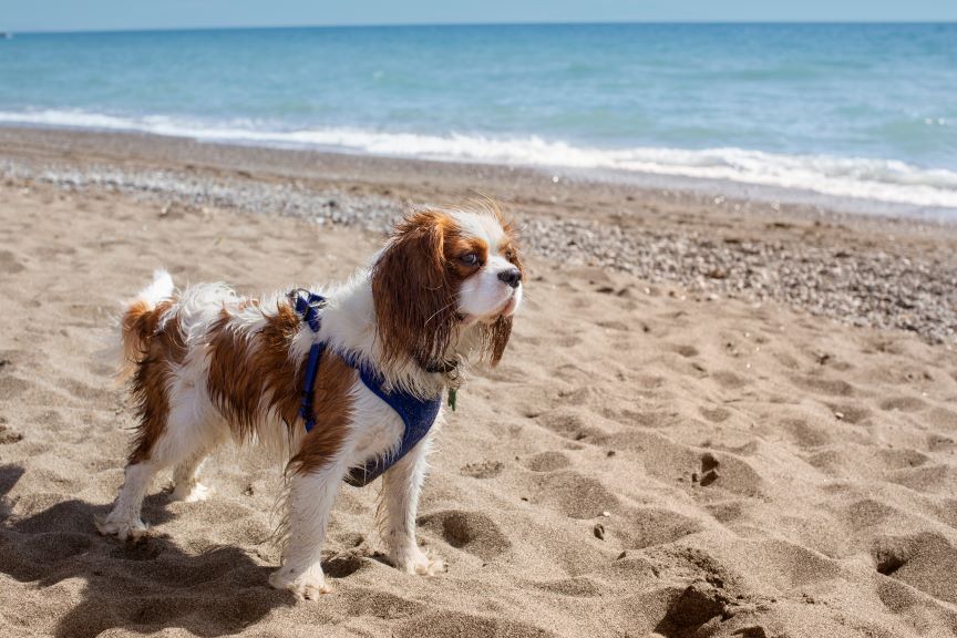 cavalier king charles spaniel