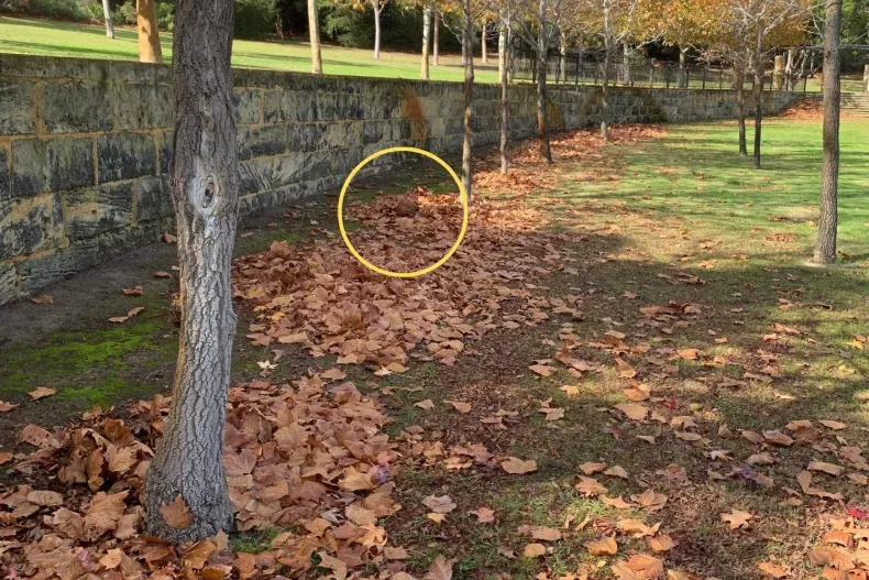 charlie Madison.webp