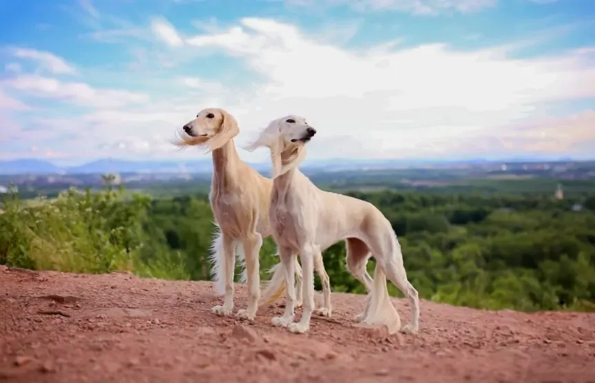chart-perski-saluki-najszybsze-psy-świata.webp