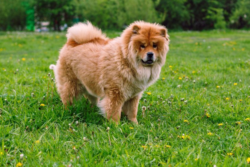 Chow-chow stojący na łące