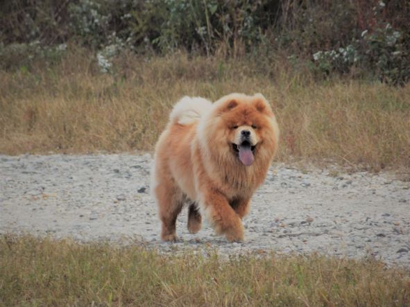 chow chow