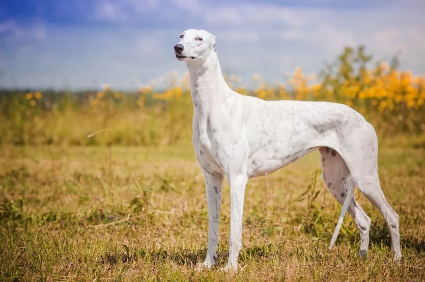 Biały greyhound stojący na łące