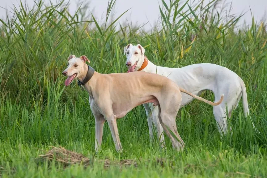 greyhound-najszybsze-psy-świata.webp