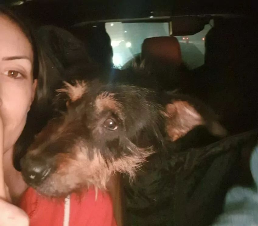 kazan odebrany po adopcji z łańcucha