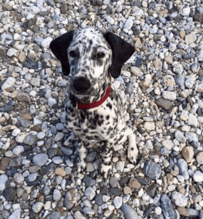 dalmatyńczyk wśród kamieni