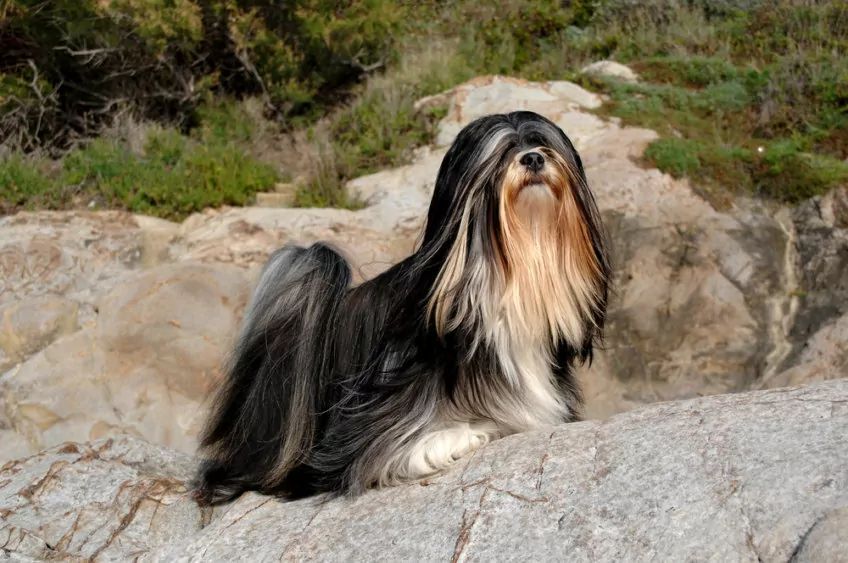 Czarno-biały lhasa apso pozujący na skałach
