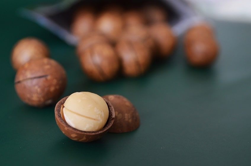 makadamia trujące dla psów-min.jpg