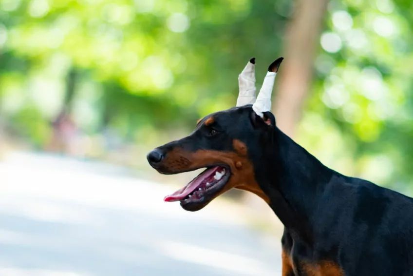 doberman z kopiowanymi uszami