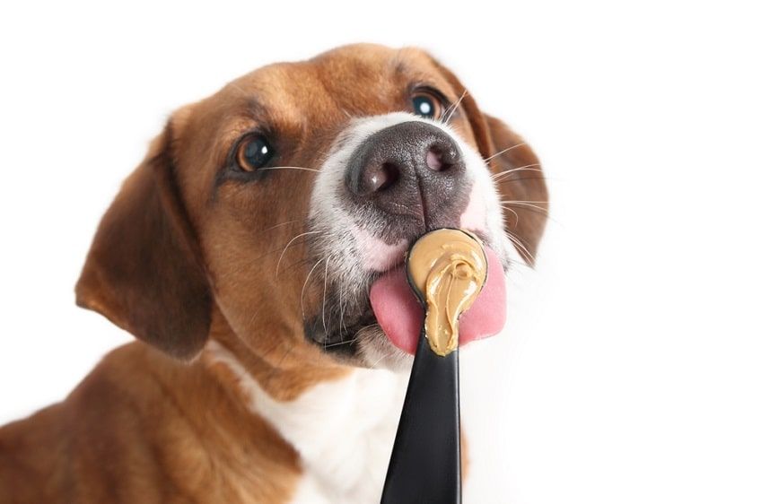 orzechy ziemne dla psa-min.jpg