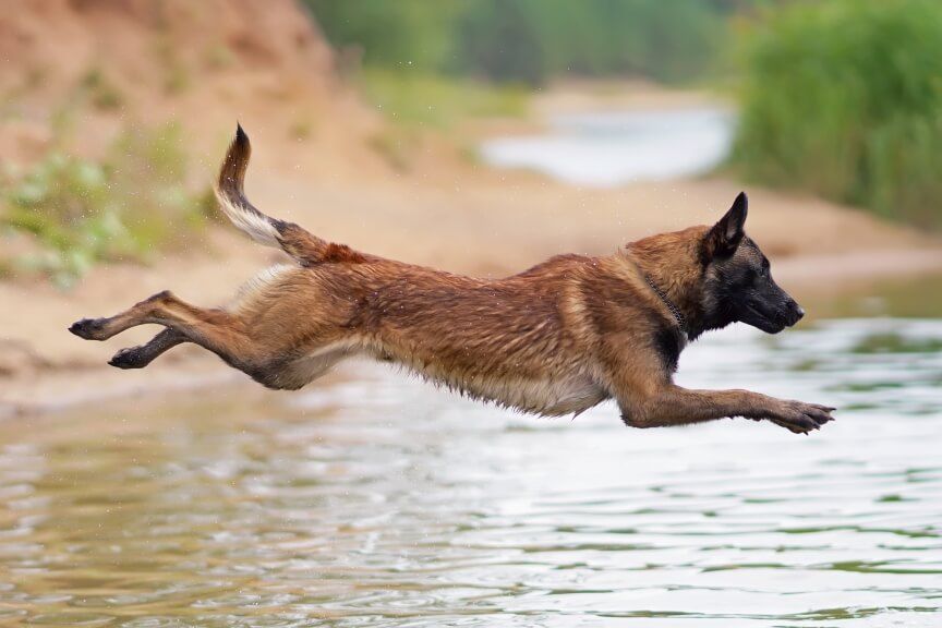 owczarek bengiljski malinois skoczne psy