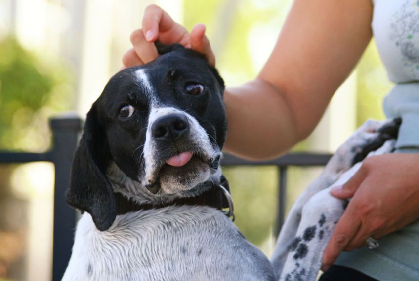 pies opiera się łapami o właściciela