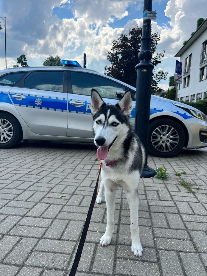 pies husky przetrzymywany na balkonie