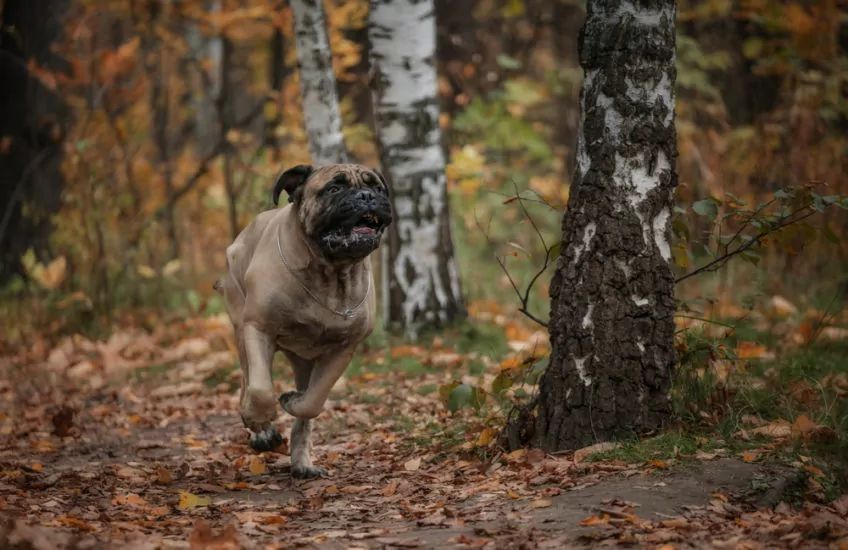 bullmastiff biegnie po lesie