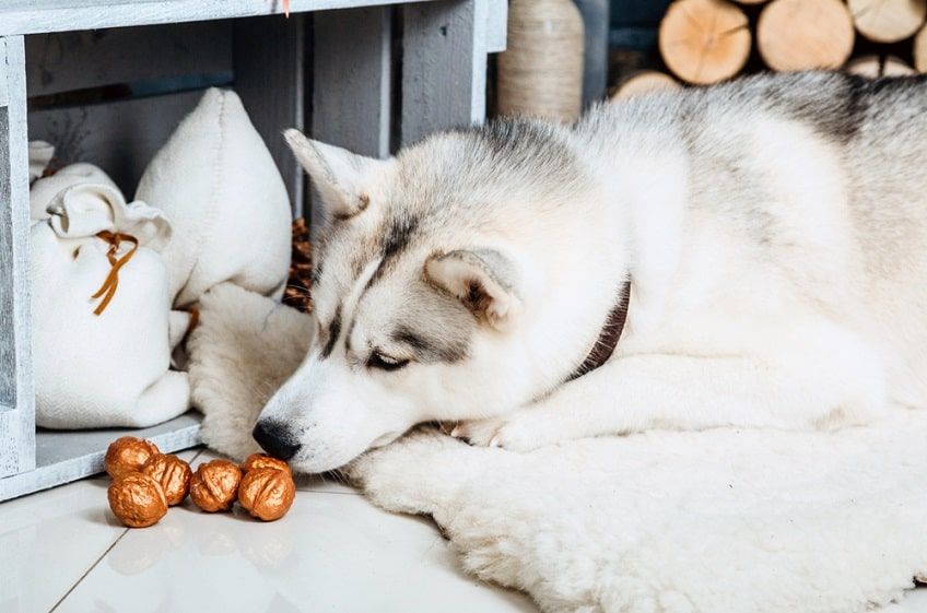 pies zjadł orzechy-min.jpg