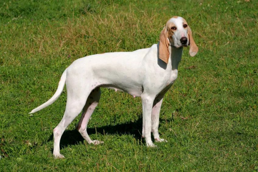 porcelaine