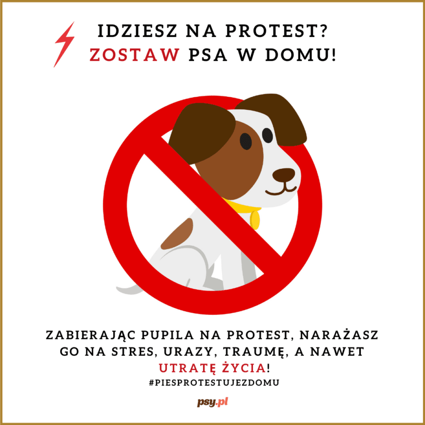 pies na proteście
