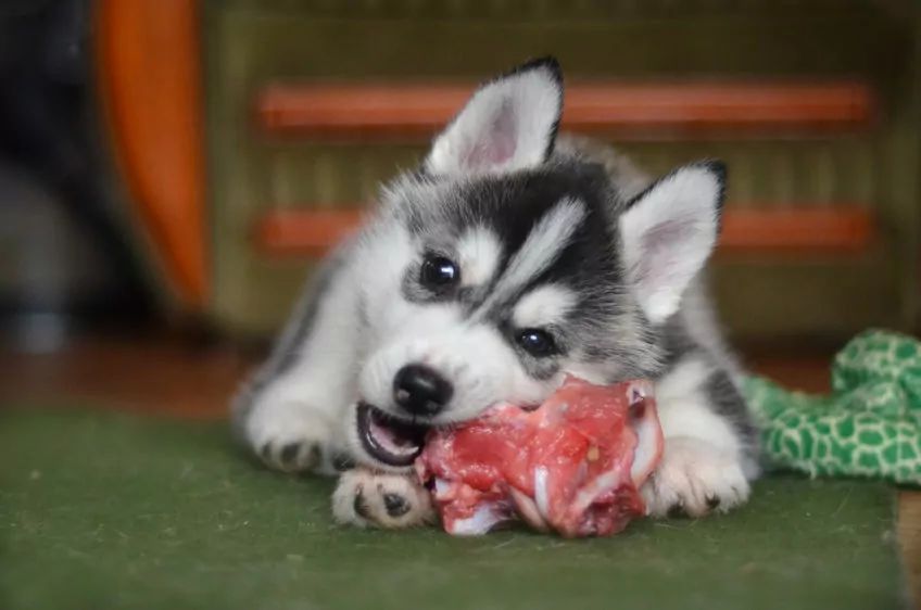 szczeniak husky je kość