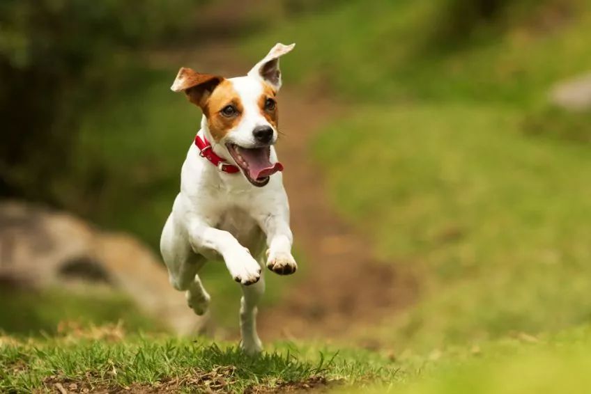 Jack russell biegnie leśną ścieżynką