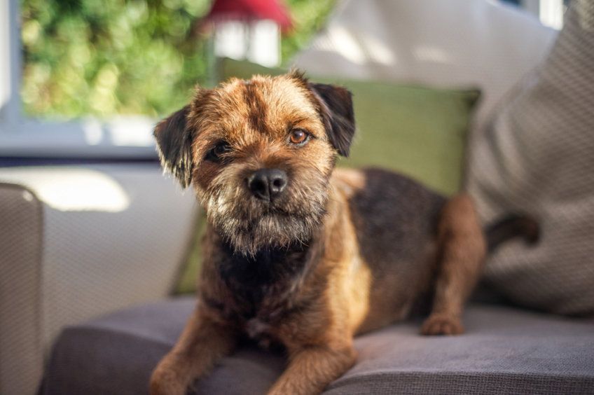 Border terrier leży na kanapie