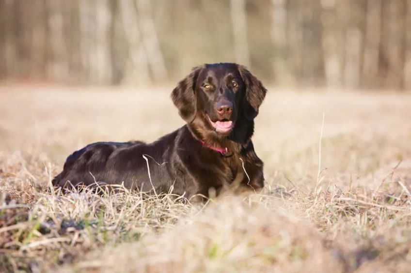 Flat coated retriever pozuje do zdjęcia