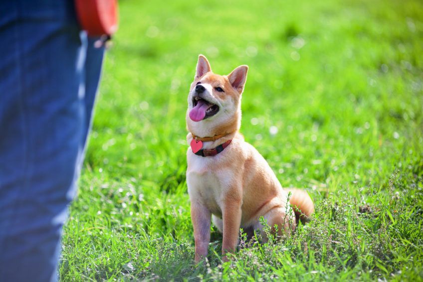 pies rasy shiba jest szkolony przez właściciela
