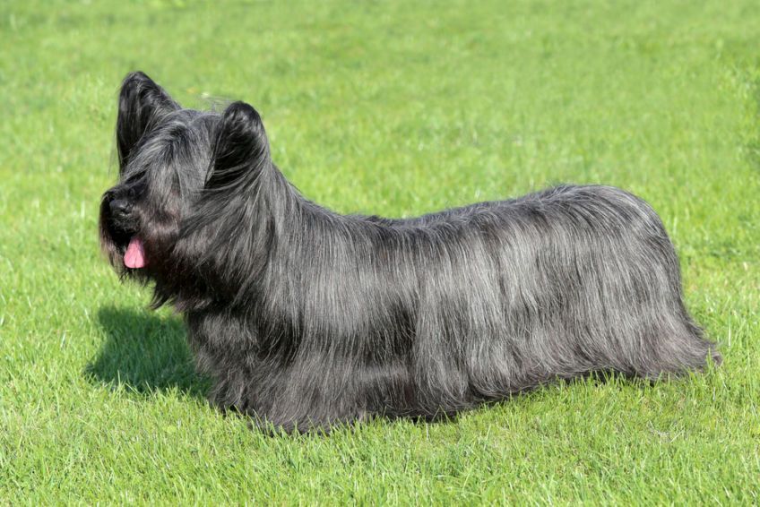 skye terrier - 5 mniej znanych ras