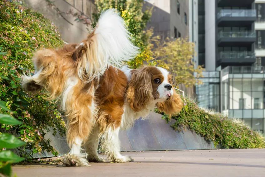 Cavalier siusia
