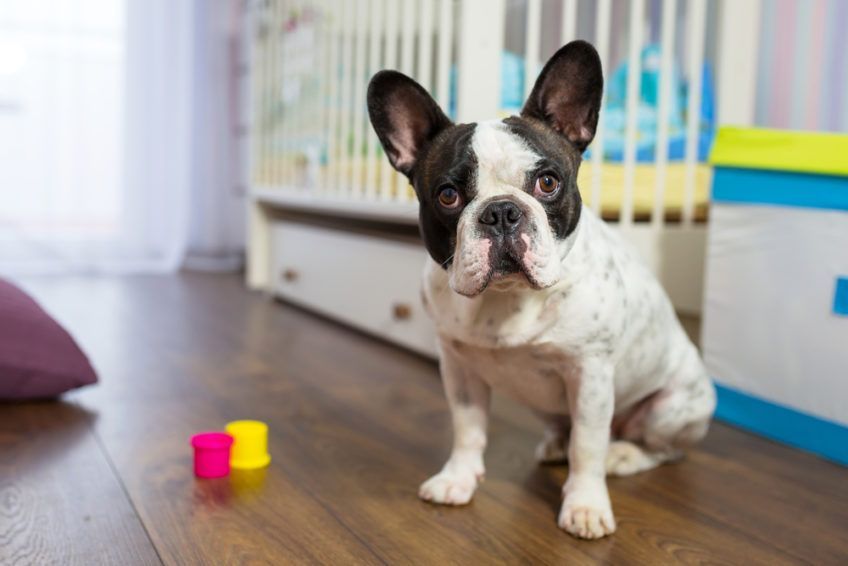 Buldog francuski siedzi w pokoju dziecka