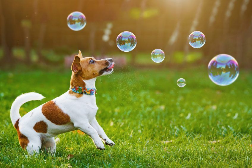 Jack russell łapie bańki
