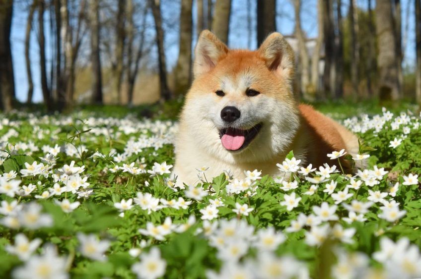 pies rasy Akita i kwiaty