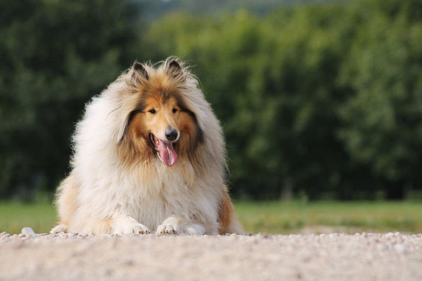 collie