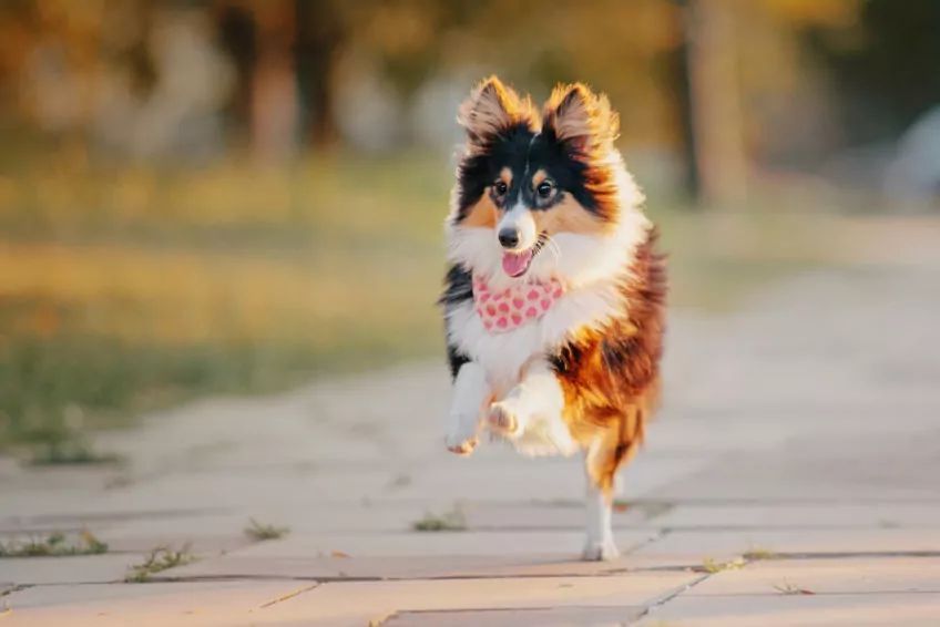 Sheltie podczas biegu