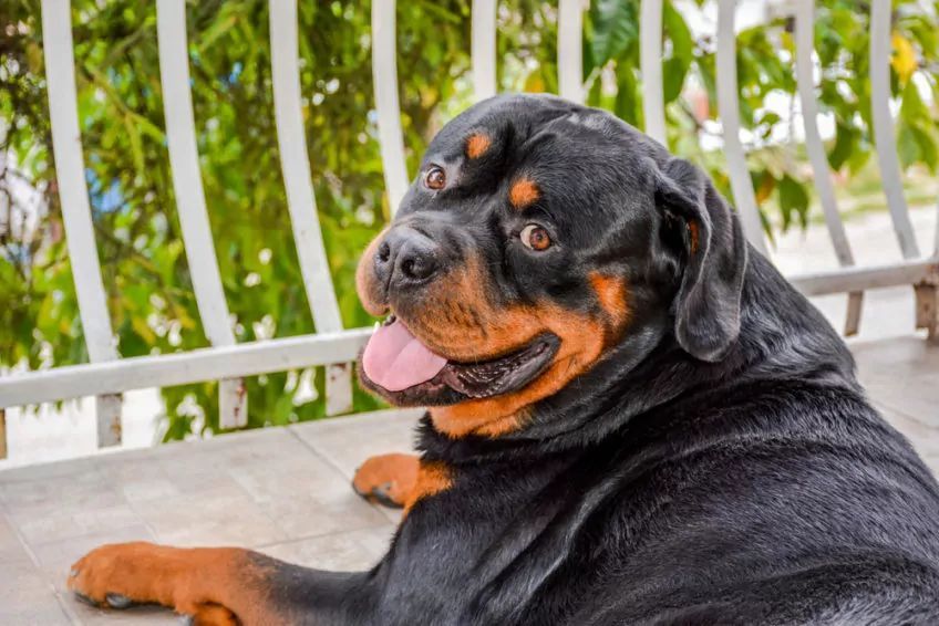 Rottweiler leży przed ogrodzeniem i patrzy w obiektyw