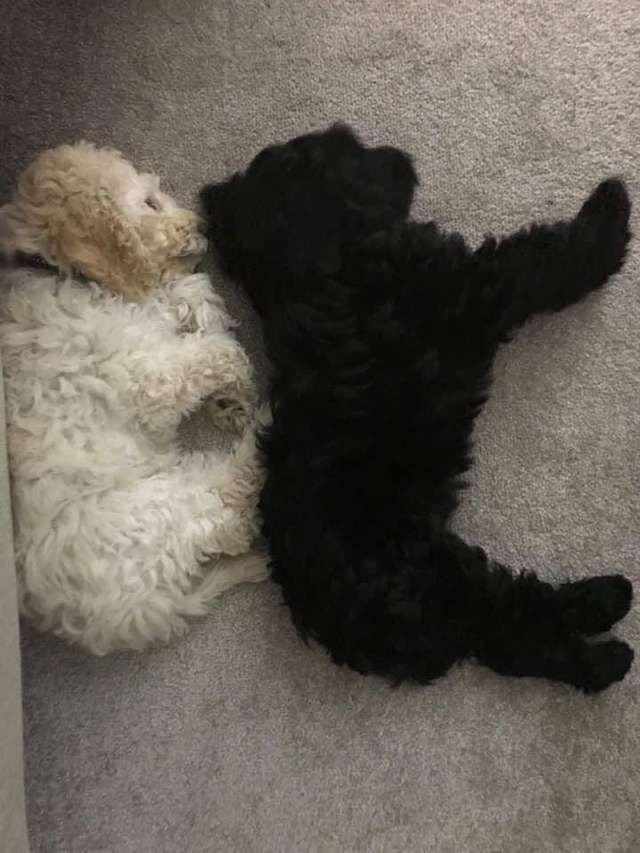 Rosie i Monty