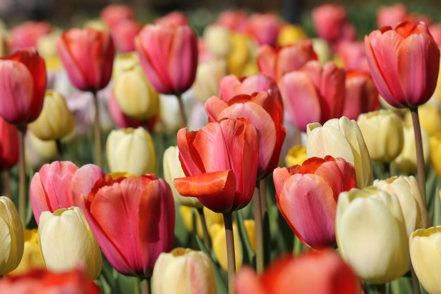 tulipany