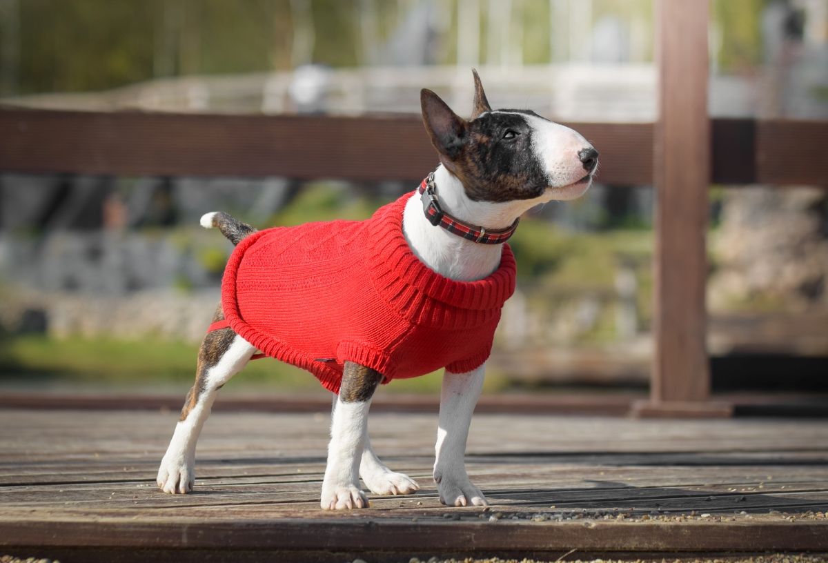 zolux legend sweterek z golfem dla psów